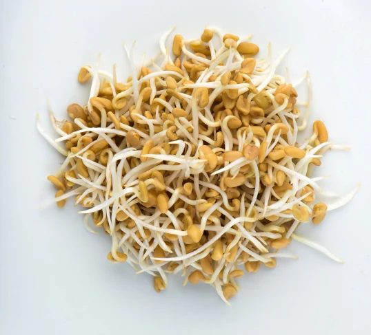 Sprouted Fenugreek